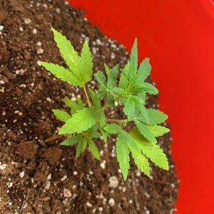 Meet your Posher, Donovan